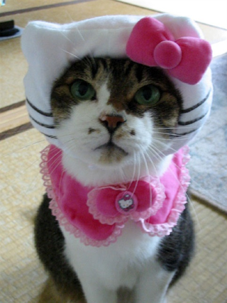 Illustration for article titled Japan's Hello Kitty Cat Humiliation System